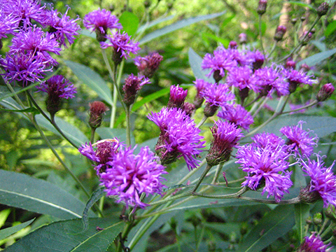 Vernonia noveboracensis